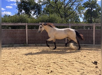Caballo cuarto de milla, Semental, 1 año, 140 cm, Buckskin/Bayo