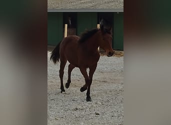 Caballo cuarto de milla, Semental, 1 año, 140 cm, Castaño rojizo