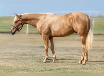 Caballo cuarto de milla, Semental, 1 año, 142 cm, Palomino