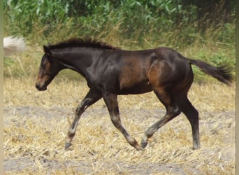 Caballo cuarto de milla, Semental, 1 año, 145 cm, Castaño oscuro
