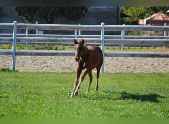Caballo cuarto de milla, Semental, 1 año, 145 cm, Castaño