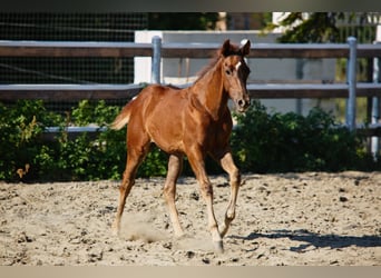 Caballo cuarto de milla, Semental, 1 año, 145 cm, Castaño