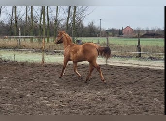 Caballo cuarto de milla, Semental, 1 año, 145 cm, Red Dun/Cervuno