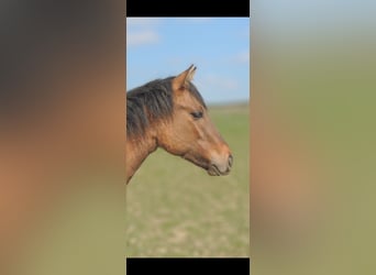 Caballo cuarto de milla, Semental, 1 año, 146 cm, Bayo