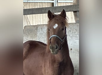 Caballo cuarto de milla Mestizo, Semental, 1 año, 148 cm, Alazán
