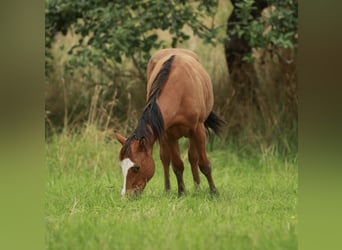 Caballo cuarto de milla, Semental, 1 año, 148 cm, Castaño