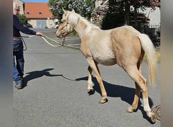 Caballo cuarto de milla, Semental, 1 año, 148 cm, Palomino