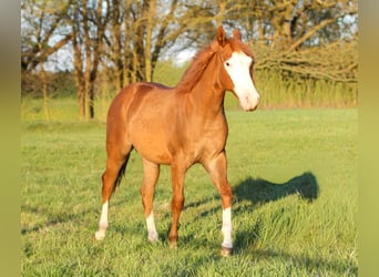 Caballo cuarto de milla, Semental, 1 año, 150 cm, Alazán