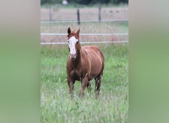 Caballo cuarto de milla, Semental, 1 año, 150 cm, Alazán