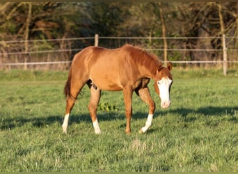 Caballo cuarto de milla, Semental, 1 año, 150 cm, Alazán