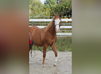 Caballo cuarto de milla, Semental, 1 año, 150 cm, Alazán
