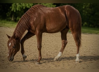 Caballo cuarto de milla, Semental, 1 año, 150 cm, Alazán