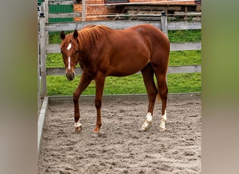 Caballo cuarto de milla, Semental, 1 año, 150 cm, Alazán