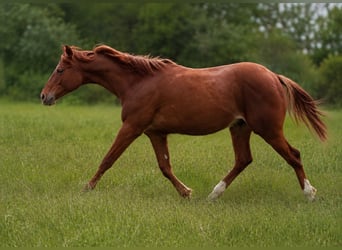 Caballo cuarto de milla, Semental, 1 año, 150 cm, Alazán