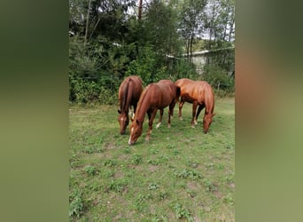 Caballo cuarto de milla, Semental, 1 año, 150 cm, Alazán