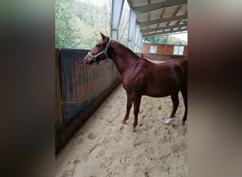 Caballo cuarto de milla, Semental, 1 año, 150 cm, Alazán
