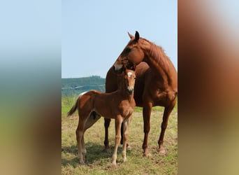 Caballo cuarto de milla, Semental, 1 año, 150 cm, Alazán