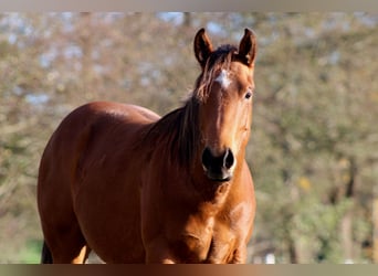 Caballo cuarto de milla, Semental, 1 año, 150 cm, Castaño