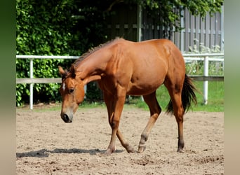 Caballo cuarto de milla, Semental, 1 año, 150 cm, Castaño