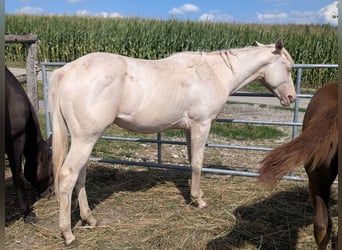 Caballo cuarto de milla, Semental, 1 año, 150 cm, Cremello