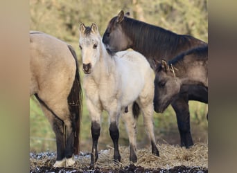Caballo cuarto de milla, Semental, 1 año, 150 cm, Dunalino (Cervuno x Palomino)