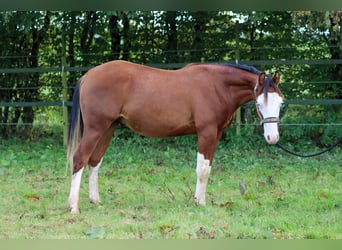 Caballo cuarto de milla, Semental, 1 año, 150 cm, Overo-todas las-capas