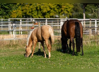 Caballo cuarto de milla, Semental, 1 año, 150 cm, Palomino