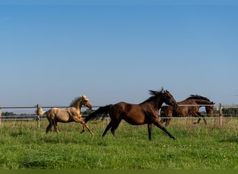 Caballo cuarto de milla, Semental, 1 año, 150 cm, Palomino