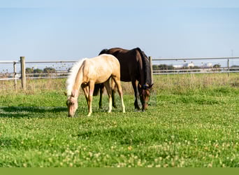 Caballo cuarto de milla, Semental, 1 año, 150 cm, Palomino