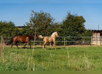 Caballo cuarto de milla, Semental, 1 año, 150 cm, Palomino