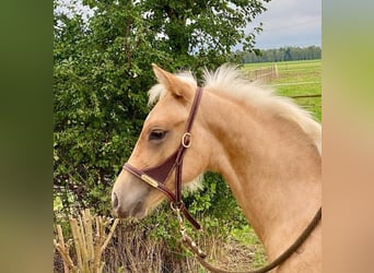 Caballo cuarto de milla, Semental, 1 año, 150 cm, Palomino