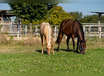 Caballo cuarto de milla, Semental, 1 año, 150 cm, Palomino