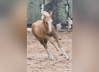 Caballo cuarto de milla, Semental, 1 año, 150 cm, Palomino