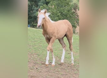 Caballo cuarto de milla, Semental, 1 año, 150 cm, Palomino