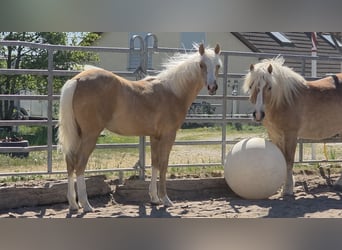 Caballo cuarto de milla, Semental, 1 año, 150 cm, Palomino