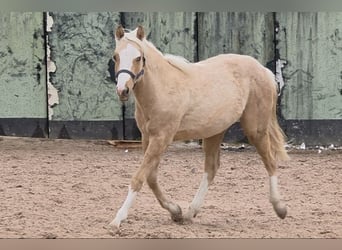 Caballo cuarto de milla, Semental, 1 año, 150 cm, Palomino