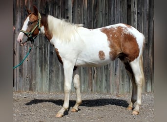 Caballo cuarto de milla Mestizo, Semental, 1 año, 150 cm, Pío