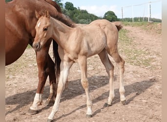 Caballo cuarto de milla, Semental, 1 año, 150 cm, Red Dun/Cervuno