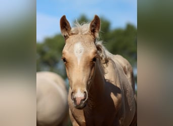 Caballo cuarto de milla, Semental, 1 año, 151 cm, Palomino