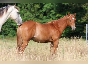 Caballo cuarto de milla, Semental, 1 año, 152 cm, Alazán