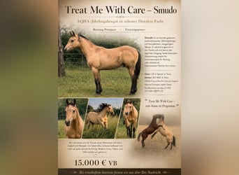 Caballo cuarto de milla, Semental, 1 año, 152 cm, Buckskin/Bayo