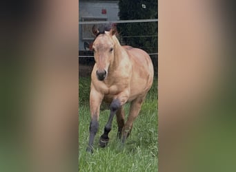 Caballo cuarto de milla, Semental, 1 año, 152 cm, Buckskin/Bayo