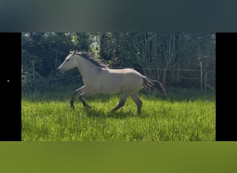 Caballo cuarto de milla, Semental, 1 año, 152 cm, Buckskin/Bayo
