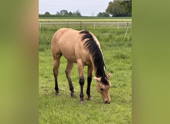 Caballo cuarto de milla, Semental, 1 año, 152 cm, Buckskin/Bayo