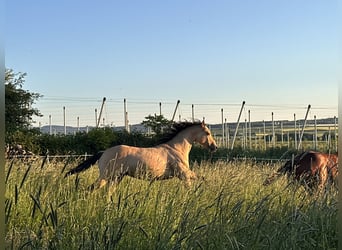 Caballo cuarto de milla, Semental, 1 año, 152 cm, Buckskin/Bayo