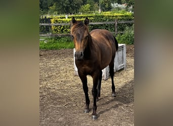 Caballo cuarto de milla, Semental, 1 año, 152 cm, Buckskin/Bayo