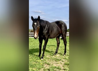 Caballo cuarto de milla, Semental, 1 año, 152 cm, Castaño oscuro