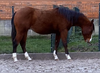 Caballo cuarto de milla, Semental, 1 año, 152 cm, Castaño