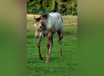 Caballo cuarto de milla, Semental, 1 año, 152 cm, Champán