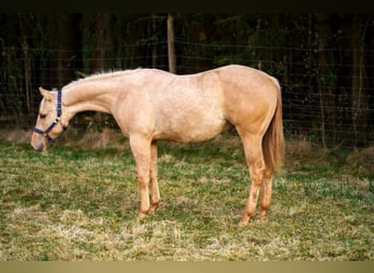 Caballo cuarto de milla, Semental, 1 año, 152 cm, Dunalino (Cervuno x Palomino)
